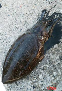 宮津西部エリア、エギングで1700g♂のコ…