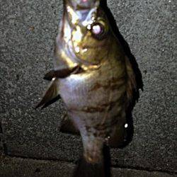 舞子メバリング釣行　〜梅雨メバル〜