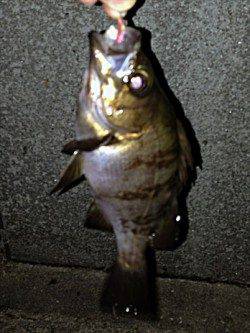 舞子メバリング釣行　〜梅雨メバル〜