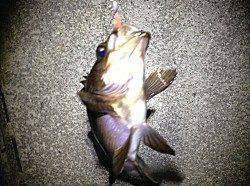 舞子メバリング釣行　〜梅雨メバル〜