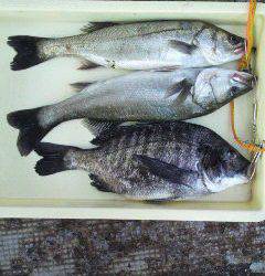 沖一文字北でエビ撒き、良型のチヌにハネ♪