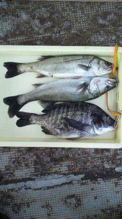 沖一文字北でエビ撒き、良型のチヌにハネ♪