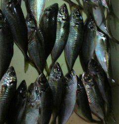 岸和田一文字　サビキで中アジ39匹☆