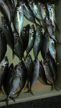 岸和田一文字　サビキで中アジ39匹☆