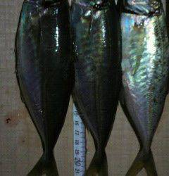 岸和田一文字　サビキで中アジ39匹☆