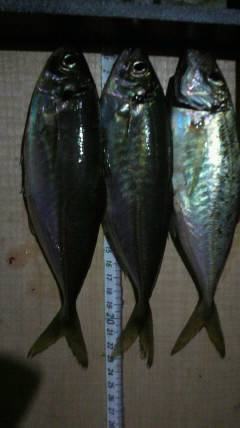 岸和田一文字　サビキで中アジ39匹☆