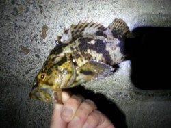 舞洲でのチニング、チヌ、キビレの姿は見れませんでした