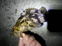 舞洲でのチニング、チヌ、キビレの姿は見れま…