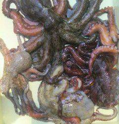 岸和田でもタコよく釣れていますよ〜♪