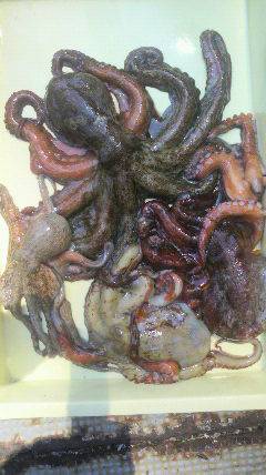 岸和田でもタコよく釣れていますよ〜♪