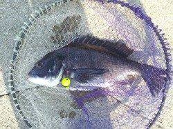 舞洲　フカセでグレ〜28cm9匹　チヌ44cm＆カンダイ38cm