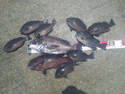 舞洲　フカセでグレ〜28cm9匹　チヌ44cm＆カンダイ38cm