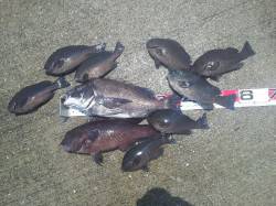 舞洲　フカセでグレ〜28cm9匹　チヌ44…