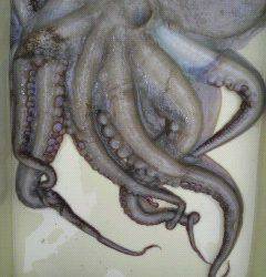 岸和田一文字　大型タコ2.4kgの釣果