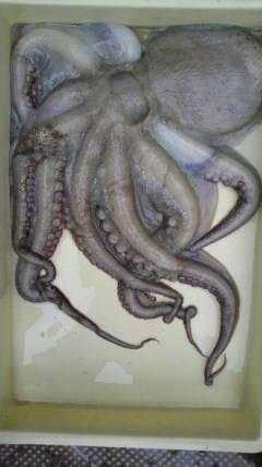 岸和田一文字　大型タコ2.4kgの釣果