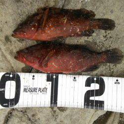 竹野港　メバリングでキジハタ・ガシラ・ハゼ　エギングは強風で断念