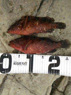 竹野港　メバリングでキジハタ・ガシラ・ハゼ　エギングは強風で断念