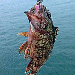 林崎漁港　下げ潮時にルアーでガシラがHIT