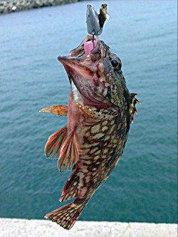 林崎漁港　下げ潮時にルアーでガシラがHIT