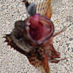 林崎漁港　下げ潮時にルアーでガシラがHIT