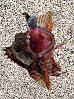 林崎漁港　下げ潮時にルアーでガシラがHIT