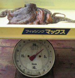 沖一文字で1.8kgのタコがあがっています！