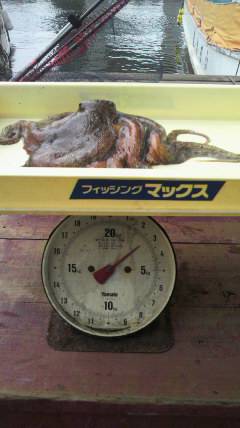 沖一文字で1.8kgのタコがあがっています！