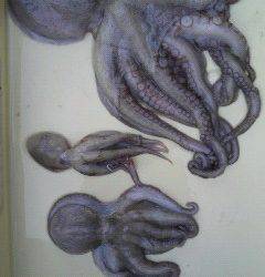 岸和田エリアでもタコよく釣れています！2kgのタコの姿も♪