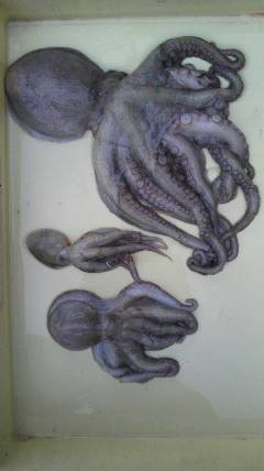 岸和田エリアでもタコよく釣れています！2kgのタコの姿も♪