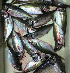 沖一文字北 サビキで良型アジ釣れてます！