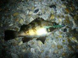 江井ヶ島で短時間、メバリング釣行