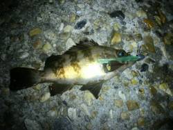 江井ヶ島で短時間、メバリング釣行