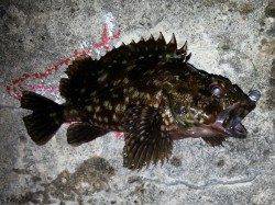 舞洲でチニングも・・・厳しい一日でした