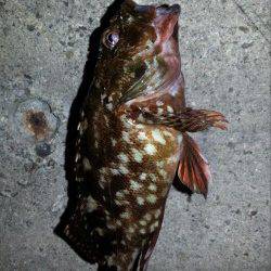 舞洲でチニングも・・・厳しい一日でした