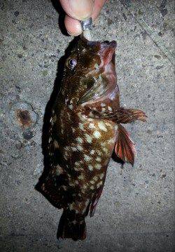 舞洲でチニングも・・・厳しい一日でした