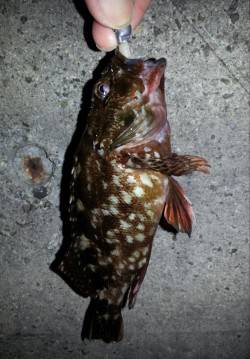 舞洲でチニングも・・・厳しい一日でした