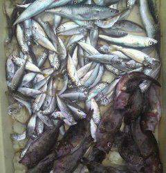 沖の北・沖一文字スリットともに豆アジ大漁です♪