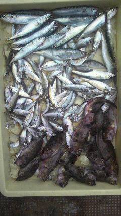 沖の北・沖一文字スリットともに豆アジ大漁です♪