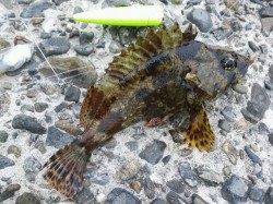 深日港へささめ針：特選SLエアーシンカー使用でキス狙い♪