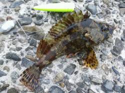 深日港へささめ針：特選SLエアーシンカー使…