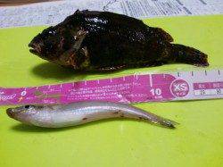 深日港へささめ針：特選SLエアーシンカー使用でキス狙い♪