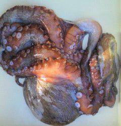 沖一文字北、大タコも数釣りも狙えそうです！！