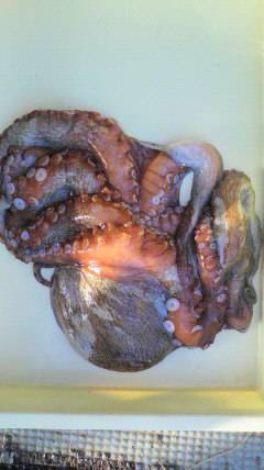 沖一文字北、大タコも数釣りも狙えそうです！…