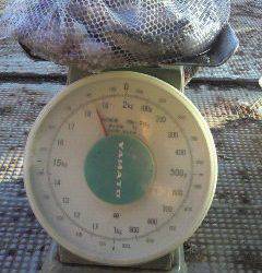 沖一文字北、大タコも数釣りも狙えそうです！！