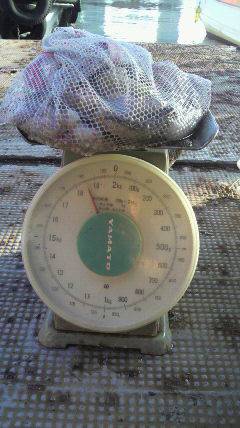 沖一文字北、大タコも数釣りも狙えそうです！！