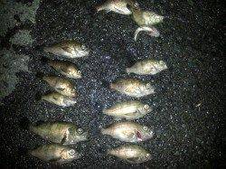 淡路ランガン、色々な釣り方で満足釣果♪