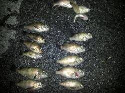 淡路ランガン、色々な釣り方で満足釣果♪