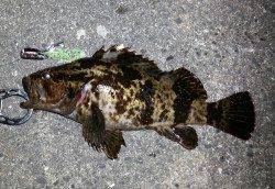 舞洲でメバリング、プラッキングでの釣果