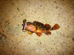 新浜漁港で湾内でライトゲーム、数釣りが楽しめました