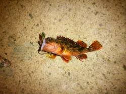 新浜漁港で湾内でライトゲーム、数釣りが楽し…